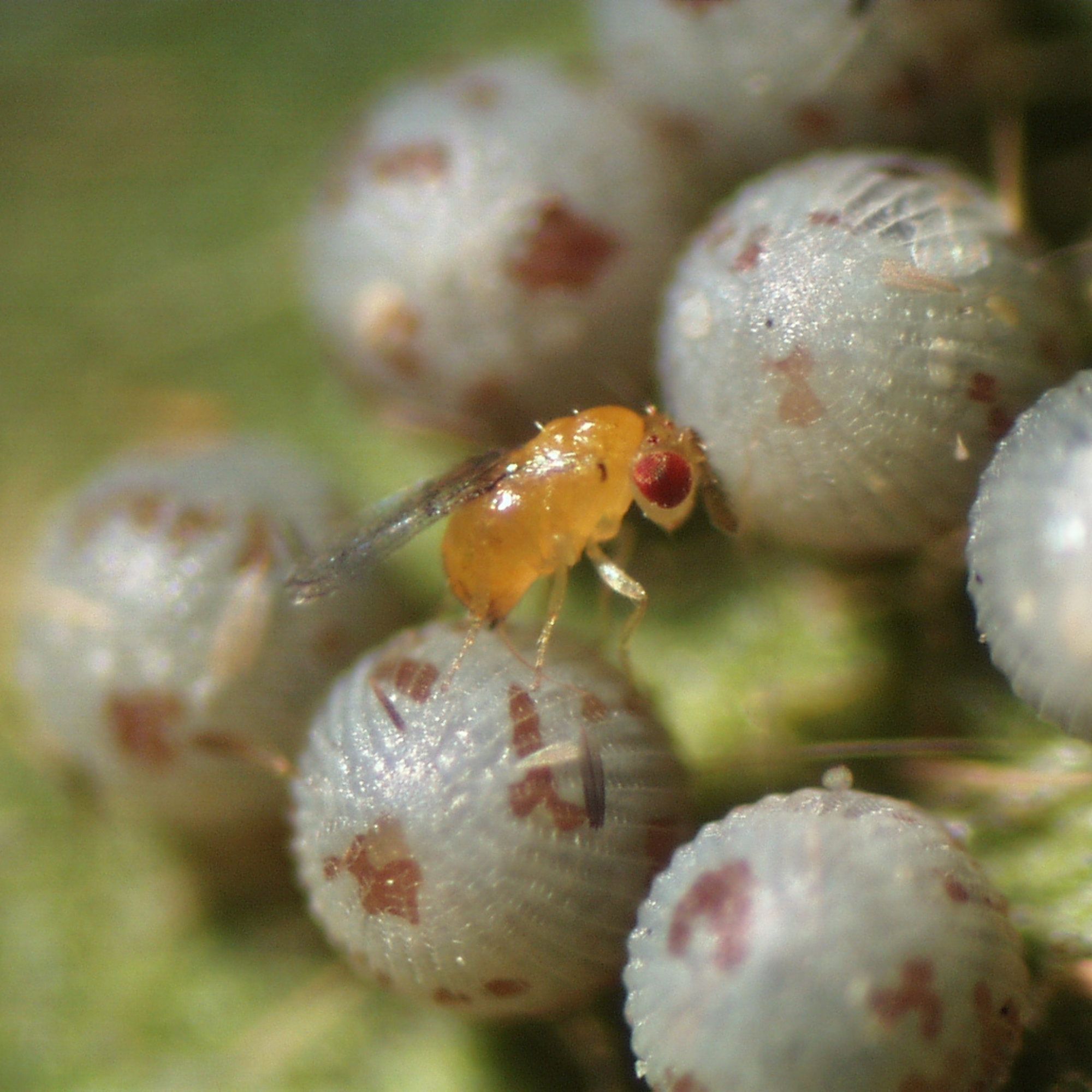 Mass Production Of Trichogramma Chilonis